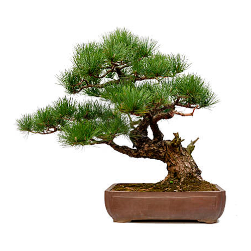 BONSAI H25 CM APROX. / M - ARC #1
