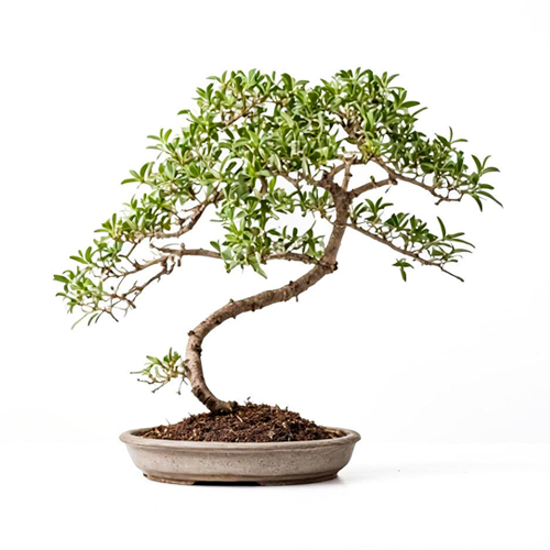 BONSAI H25 CM APROX. / M - LOZ
