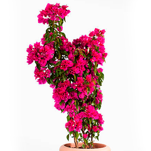 BUGAMBILIA VERTICAL H50 CM APROX. / BOL