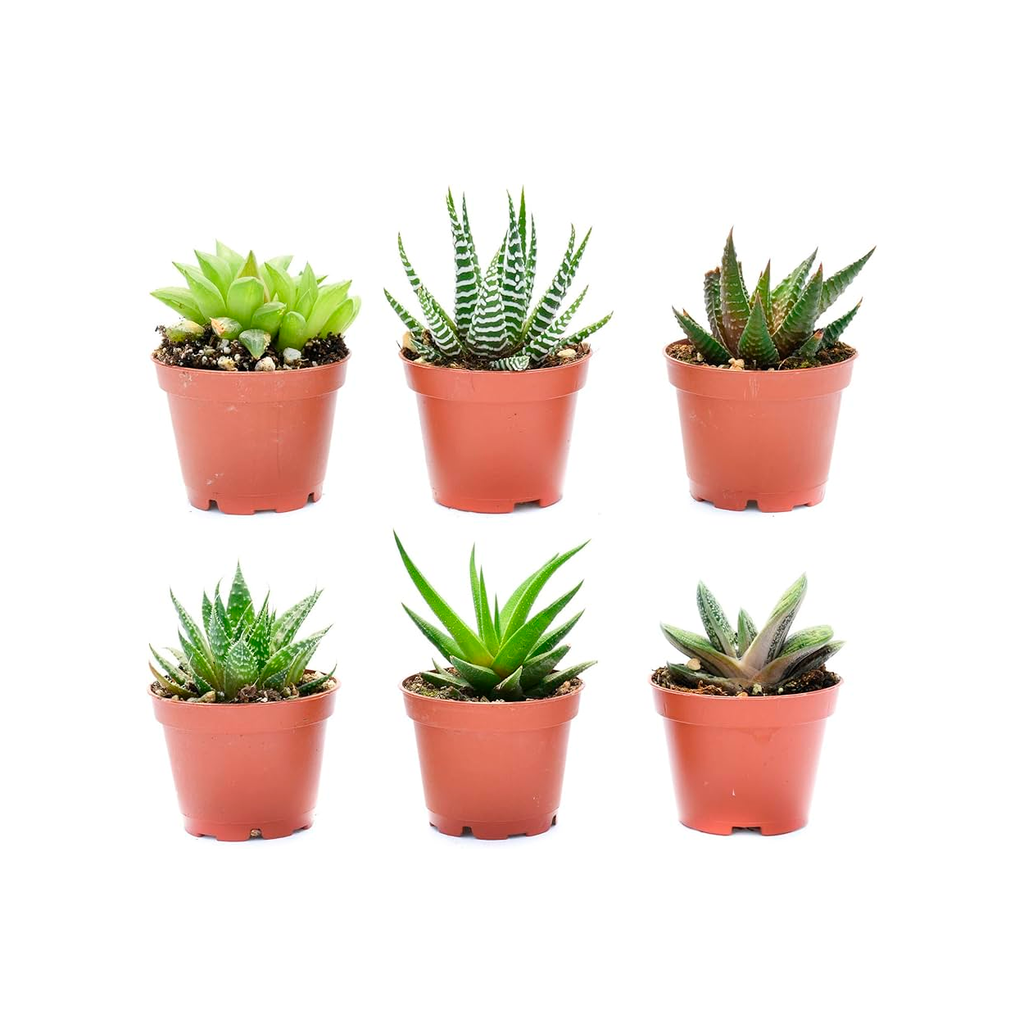 CACTUS & SUCULENTAS H25 CM APROX. / GEN #2