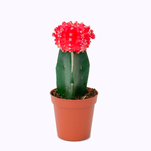 CACTUS INJERTADO H25 CM APROX. / BOL