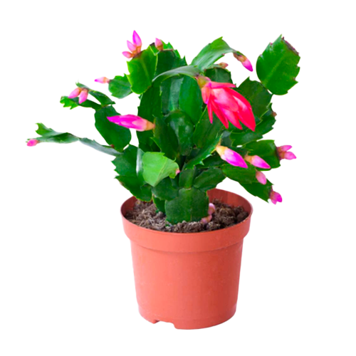 CACTUS NAVIDEÑO H25 CM APROX. / M - PLA