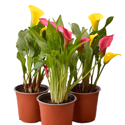 CALA DE COLORES H25 CM APROX. OFERTA / BOL