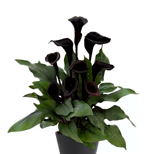 CALA NEGRA H25 CM APROX / BOL