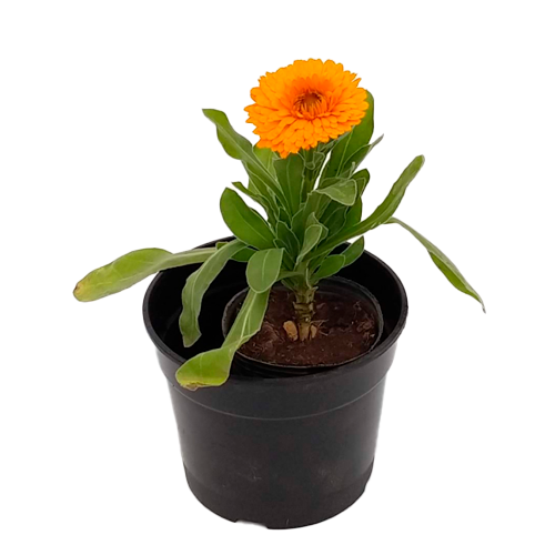 CALENDULA H25 CM APROX. / BOL