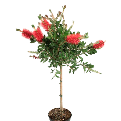 CALISTEMO H200 CM APROX. / BOL