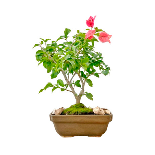 CALLIANDRA H100 CM APROX. / BOL