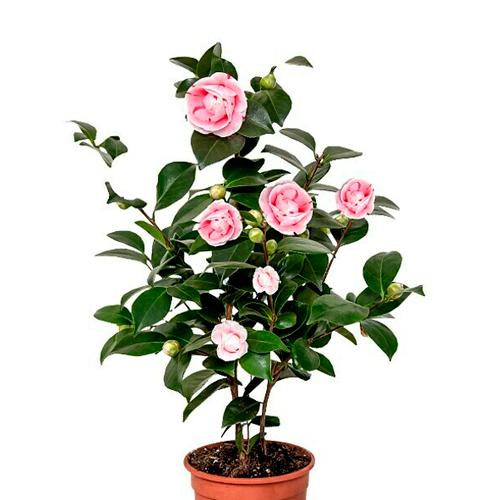CAMELIA H50 CM APROX. / M - PLAS