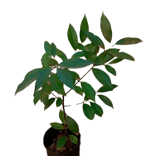CANELA H50 CM APROX. / BOL