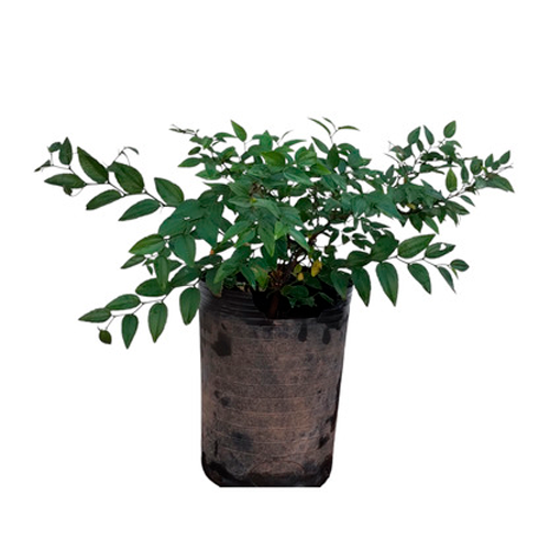 CANTUTA H25 CM APROX. / BOL