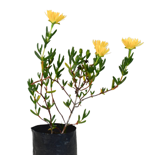 CAPITO H25 CM APROX / BOL.