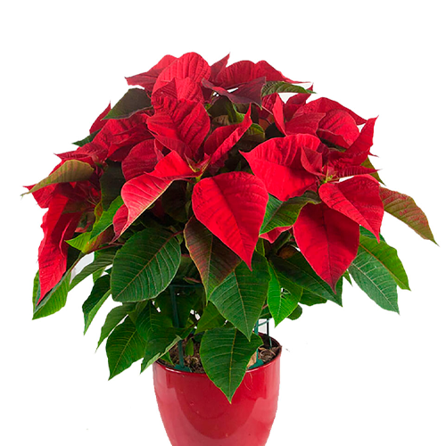 CARDENAL ROJO H50 CM APROX. / BOL