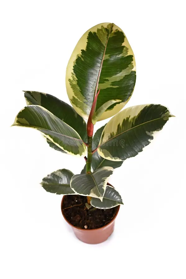 CAUCHO ROJO H50 CM APROX. / BOL
