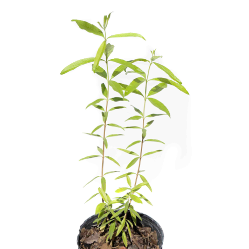 CEDRON H25 CM APROX. / BOL