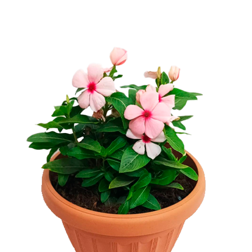CHAVELITA H25 CM APROX. / BOL