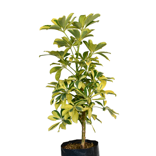 CHEFLERA AMARILLA H100 CM APROX. / BOL