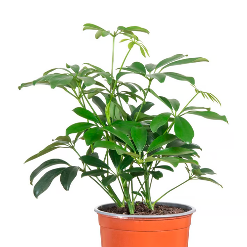 CHEFLERA GIGANTE H75 CM APROX. / BOL