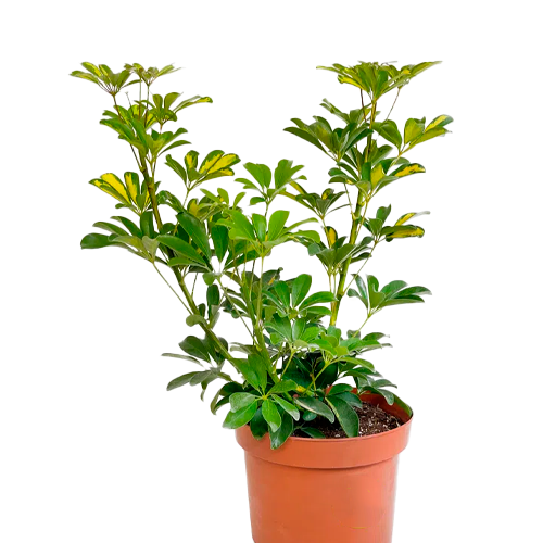 CHEFLERA VARIEGATA H50 CM APROX. / BOL