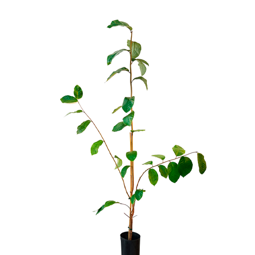 CHIRIMOYA H100 CM APROX. / BOL