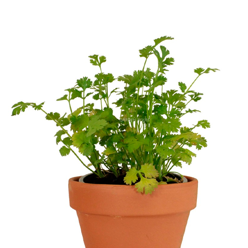 CILANTRO LIMA H25 CM APROX. / BOL