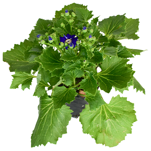 CINERARIA H25 CM APROX. / BOL