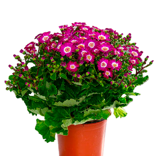 CINERARIA H25 CM APROX. / M - PLA