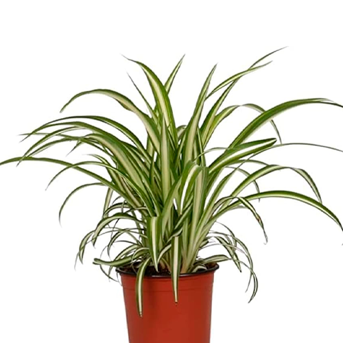 CINTA DE NOVIA GIGANTE H25 CM APROX. / BOL