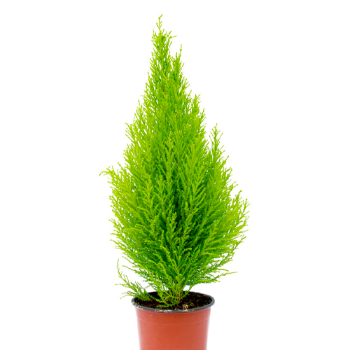CIPRES COMUN H25 CM APROX. / BOL