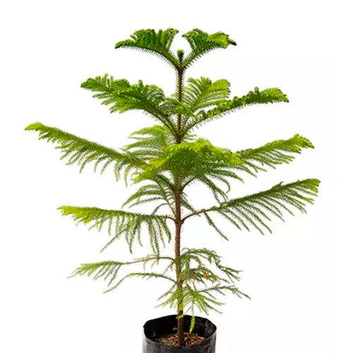 CIPRES LIMON COMPACTA H125 CM APROX. / BOL #1