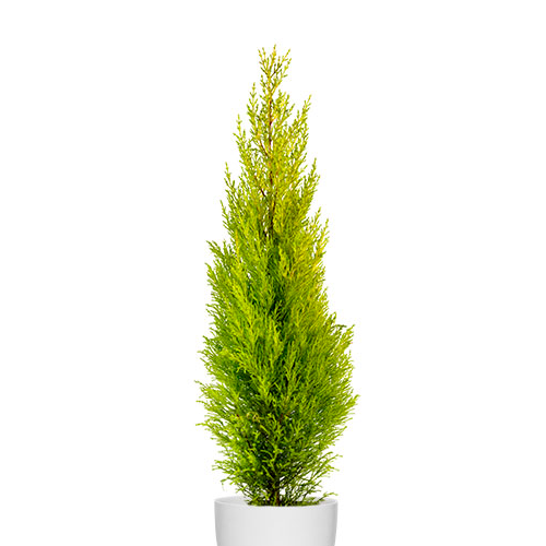 CIPRES LIMON CON DISEÑO H75 CM APROX. / BOL