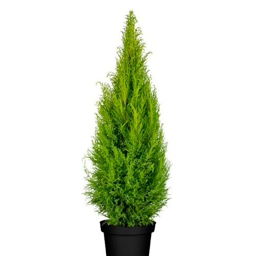 CIPRES LIMON H25 CM APROX. / BOL #1