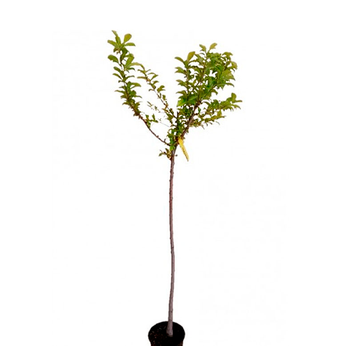 CIRUELA ROJO H100 CM APROX. / BOL