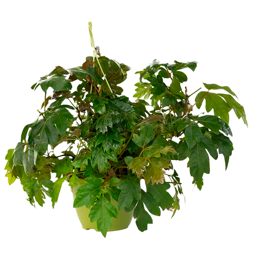 CISSUS H100 CM APROX. / BOL
