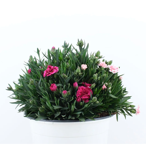 CLAVEL ENANO H25 CM APROX. / BOL #1