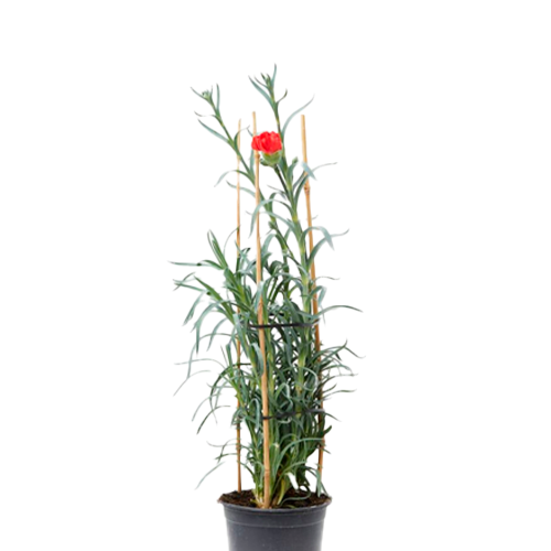 CLAVEL GIGANTE H25 CM APROX. / BOL