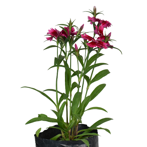 CLAVELINA MIXTA H25 CM APROX./ BOL