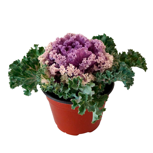 COL ORNAMENTAL H25 CM APROX. / BOL