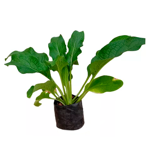 CONSUELO H50 CM APROX. / BOL