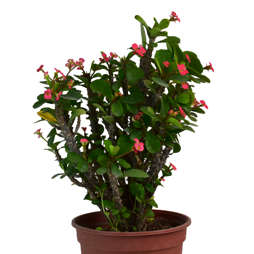 CORONA DE CRISTO ENANA ROJO H25 CM APROX. / BOL