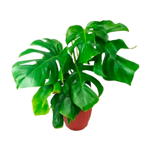 COSTILLA DE ADAN H50 CM APROX. / BOL