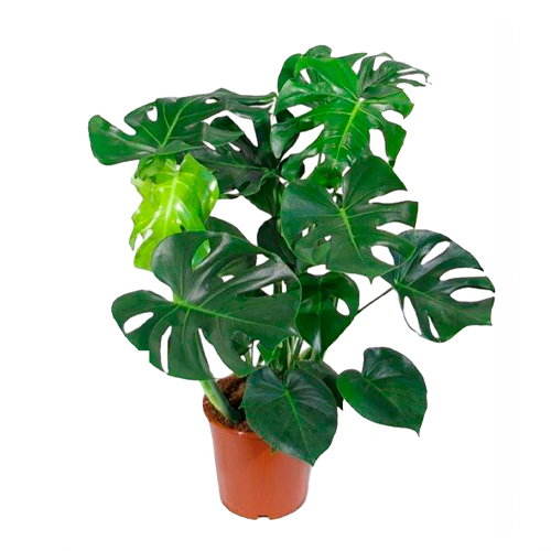 COSTILLA JASPEADA H50 CM APROX. / BOL