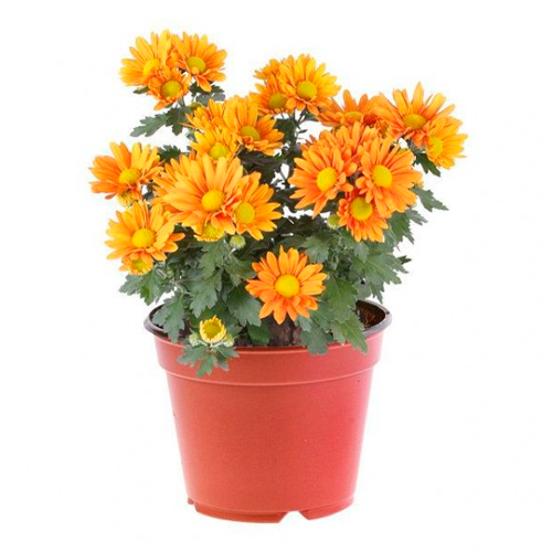 CRISANTEMO H25 CM APROX. / BOL