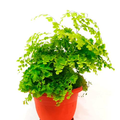 CULANDRILLO H50 CM APROX. / BOL