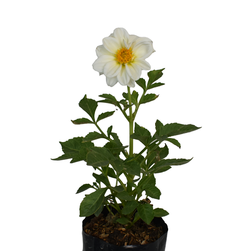 DALIA ENANA H25 CM APROX. / BOL