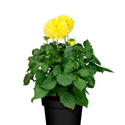 DALIA LIMA H25 APROX. / BOL