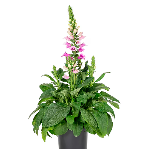 DIGITALIS H25 CM APROX. / BOL