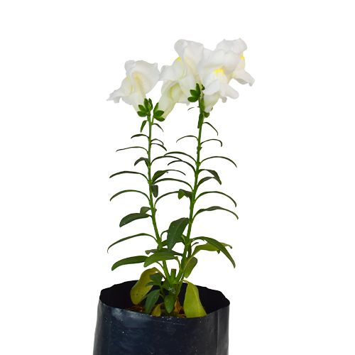 DOGO ENANO H25 CM APROX. / BOL