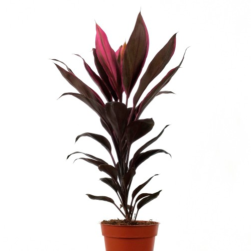 DRACENEA CORDELINA H50 CM APROX. / BOL