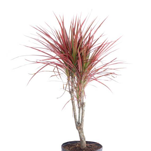 DRACENEA TRICOLOR H75 CM APROX. / BOL