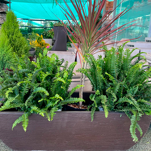 DRACENEA Y HELECHOS EN MACETA PREMIUM 25CM APROX